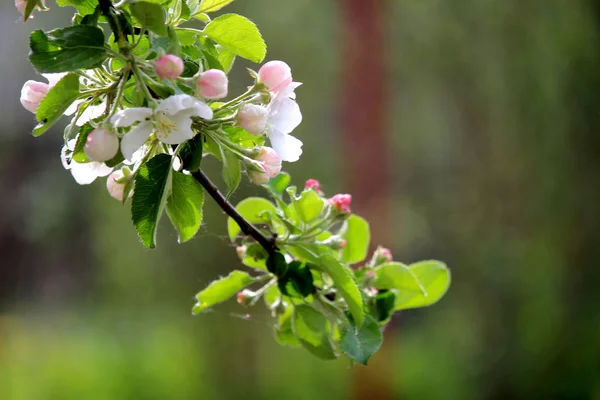 Blommor Äpple Trädgården — Stockfoto