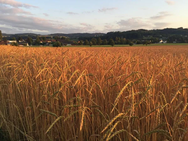 Campo de espelta orgánica al atardecer Fotos De Stock Sin Royalties Gratis