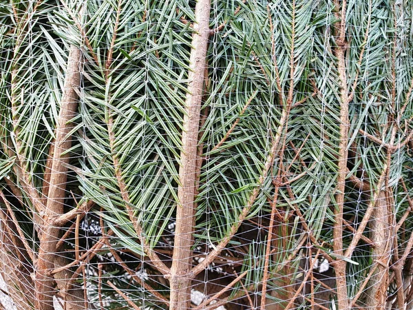 Close View Nordmann Fir Which Wrapped Clear Plastic Net — 스톡 사진