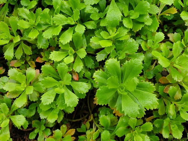 Close View Green Sedum Hybridum Evergreen Evergreen Upholstered Stonecrop Stonecrop — Stock Photo, Image