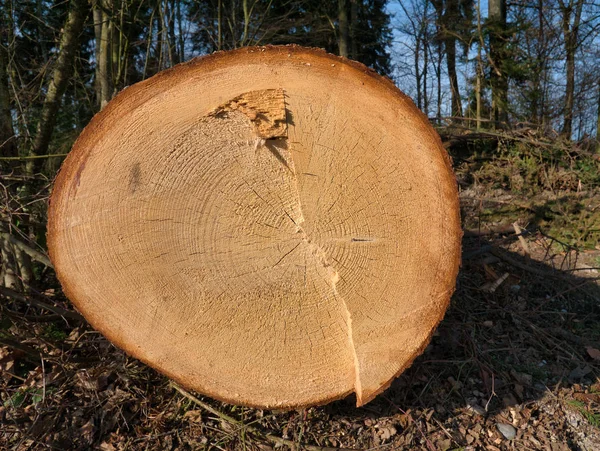 Front View Felled Tree Annual Rings Cracks Which Shaped Out — Stock Photo, Image