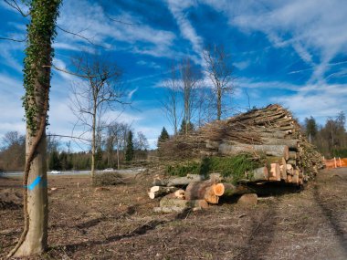 Otoyol kısmının yanındaki orman alanı tamamen temizlenmiş arka planda üst üste istiflenmiş kütükler..