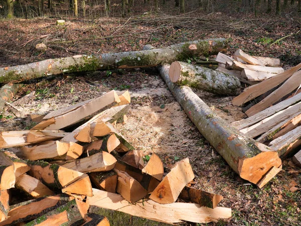 Árboles Procesados Cortados Troncos Yacen Una Pila Junto Sendero Bosque — Foto de Stock