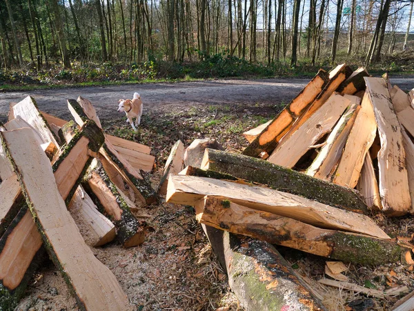 Árvores Processadas Cortadas Troncos Estão Uma Pilha Lado Caminho Floresta — Fotografia de Stock