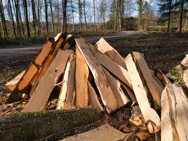 Árvores Processadas Cortadas Troncos Estão Uma Pilha Lado Caminho Floresta — Fotografia de Stock