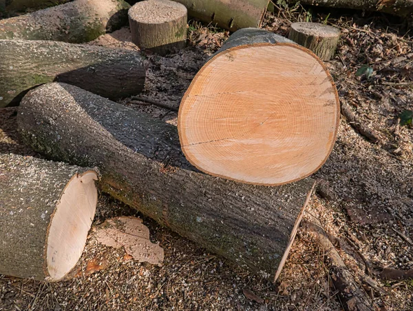 Close View Cross Section One Cut Tree Trunks Annual Rings — Stock Photo, Image