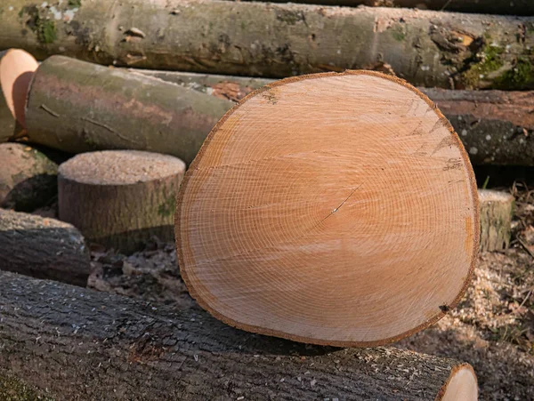 Vista Cerca Sección Transversal Uno Los Troncos Árbol Cortados Con — Foto de Stock