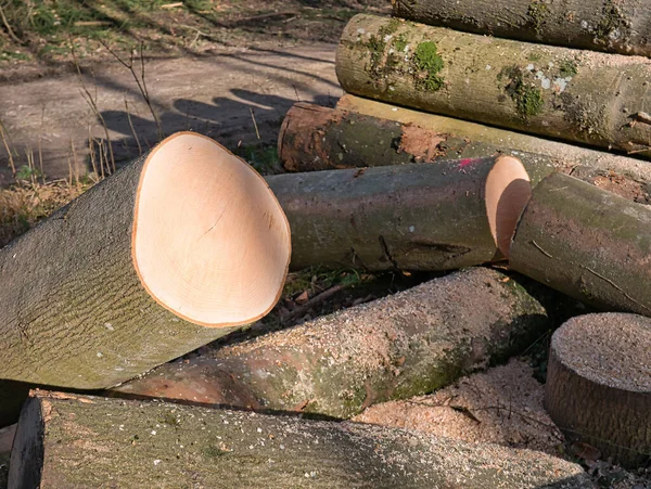 Vista Cerca Sección Transversal Uno Los Troncos Árbol Cortados Con — Foto de Stock