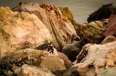 Yengeçte güçlü renkler