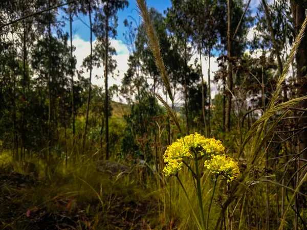 Flores Rurais Céu Grama — Fotografia de Stock