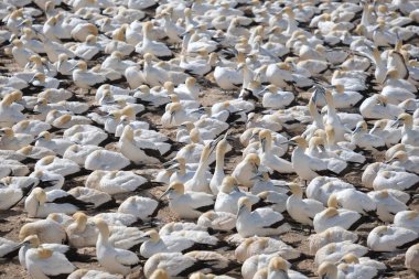 Güney Afrika 'da Lambert Körfezi' ndeki kuş adasında kuşlar.