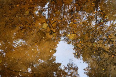 Gökyüzünün yansıması ve Kirstenboschs botanik bahçesindeki sudaki ağaçlar..