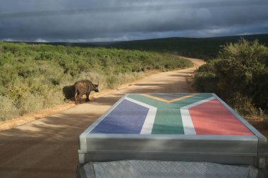 Buffalo walking along the road in Addo Elephant park. South African flag is shown on the trailer. clipart