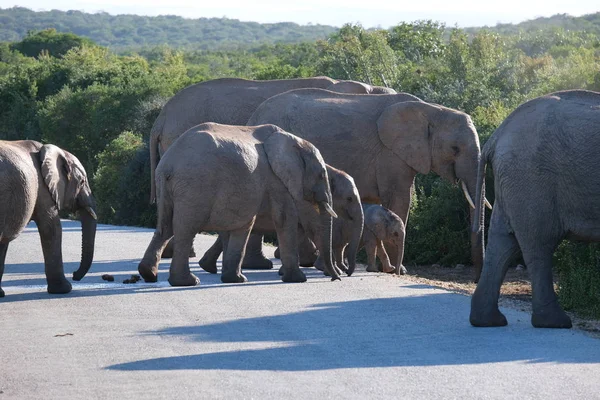 Familia Elefantes Addo Elephant Park — Foto de Stock