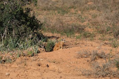 Firavun faresi izliyor