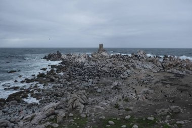 Karabatak ve penguenler