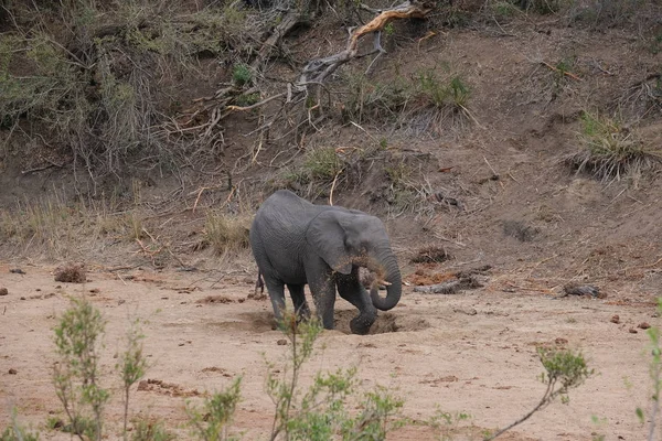 Elefante jugando en el barro — Foto de Stock