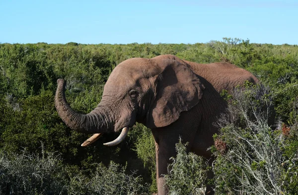 Elefante solitario mostrando su trompa — Foto de Stock