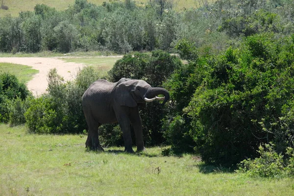 Comer elefante grande — Foto de Stock