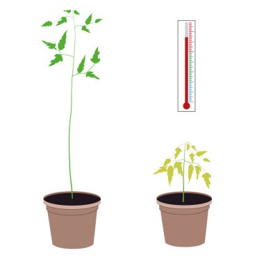 Kale levhası hastalıkları. Yükseklik sıcaklığı