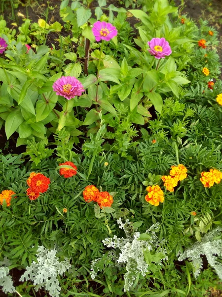 Blumenbeet Mit Schönen Blumen Auf Dem Land — Stockfoto