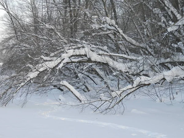 Deciduous Trees Banks Frozen Winter River — 스톡 사진