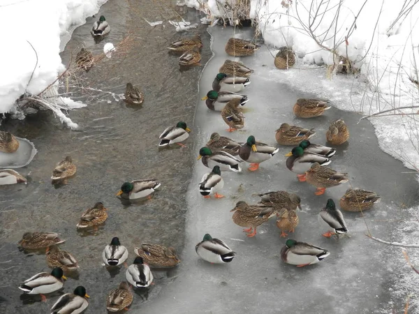 Wild Ducks Drakes Shore Winter Lake — Stock Photo, Image