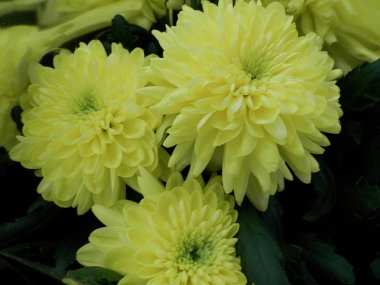 Bir grup taze bahar sarı çiçekleri..