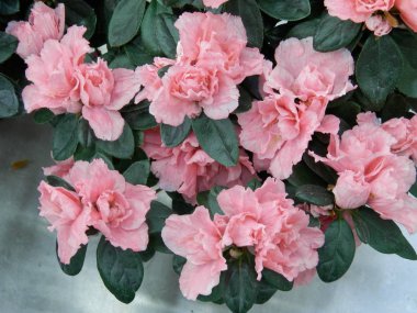 Taze çiçeklerin bahar çiçekleri.