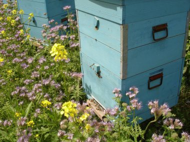 Arı kovanında, tahtasında böcekler var..