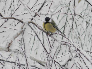 Tree in white snow with bird on the branche.