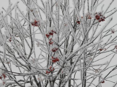 Trees in white snow with red berries.