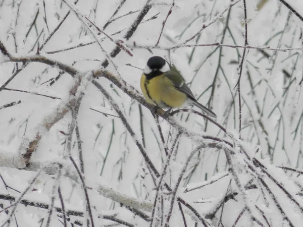 Tree in white snow with bird on the branche.