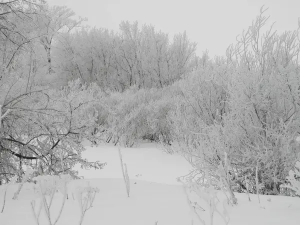 Inverno Floresta Neve Paisagem — Fotografia de Stock