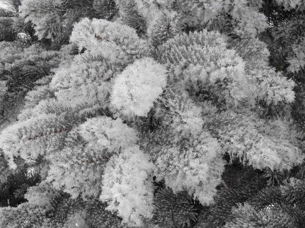 Trees White Frost Snow — ストック写真