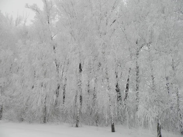 冬の森の雪風景 — ストック写真