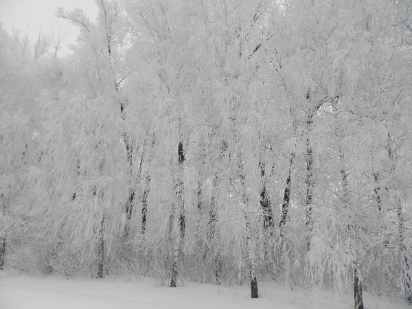 Invierno Bosque Nieve Paisaje —  Fotos de Stock