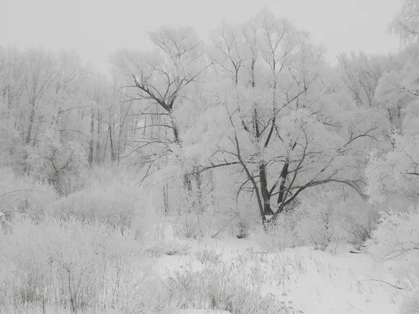 Invierno Bosque Nieve Paisaje —  Fotos de Stock