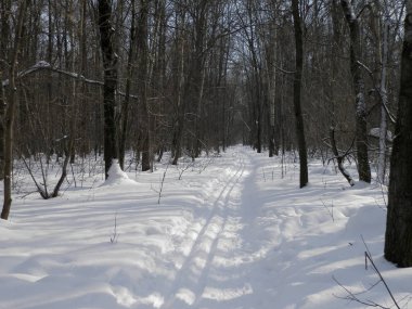 Karlı bir ormanda yürümek için kayak pisti..