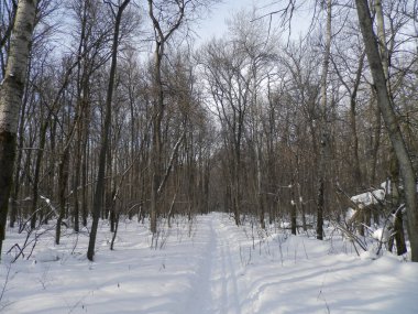 Karlı bir ormanda yürümek için kayak pisti..
