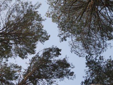 pines mavi gökyüzüne karşı üst kısımları.