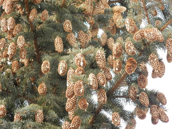 Lot Fir Cones Background Green Branches — Stock Photo, Image