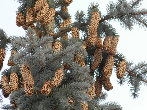 Lot Fir Cones Background Green Branches — Stockfoto