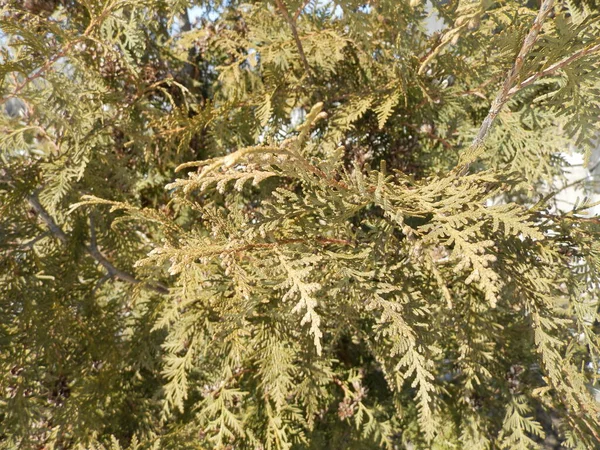 木の緑の枝からの背景 — ストック写真