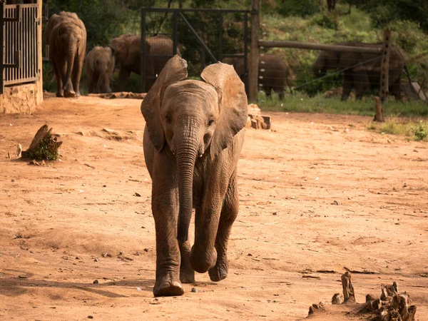 Feeding time at Reteti Elephant Orphanage. in Northern Kenya. Morning feeding time, when young and baby elephant return for their milk.