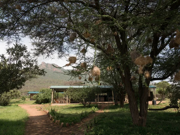 Feeding time at Reteti Elephant Orphanage. in Northern Kenya. Morning feeding time, when young and baby elephant return for their milk.