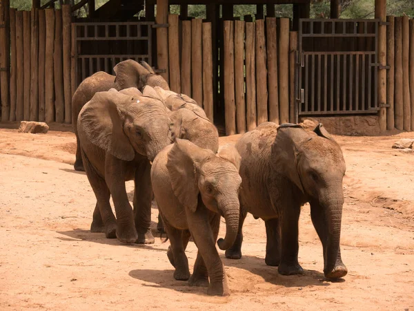 Feeding time at Reteti Elephant Orphanage. in Northern Kenya. Morning feeding time, when young and baby elephant return for their milk.