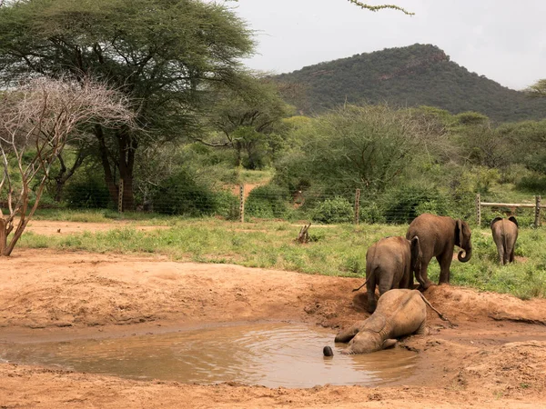 Mud bath and Feeding time at Reteti Elephant Orphanage. in Northern Kenya. Morning feeding time, when young and baby elephant return for their milk.