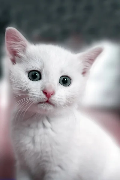 Porträt eines weißen Kätzchens — Stockfoto