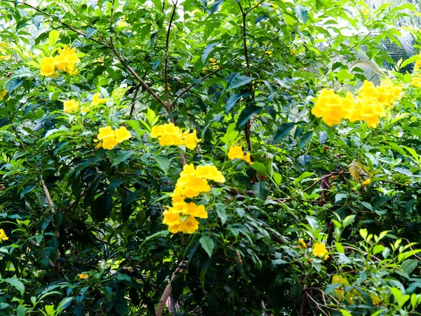 Skönheten i naturen gula blommor gröna blad — Stockfoto